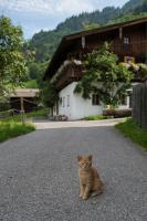 Katze Haus