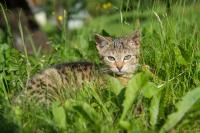Katze